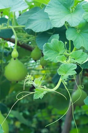 Celebrate Summer With the Most Delicious Dessert Recipes With Bottle Gourd