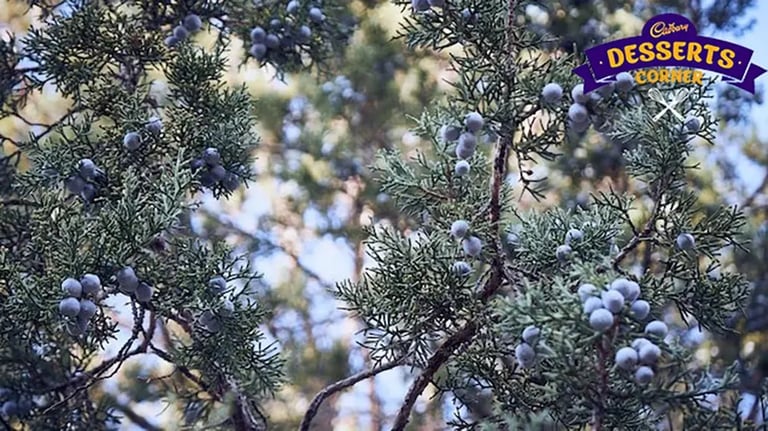 juniper-berries-updated