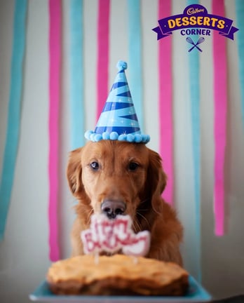 Dessert Ideas and Recipes for Your Doggo’s Birthday