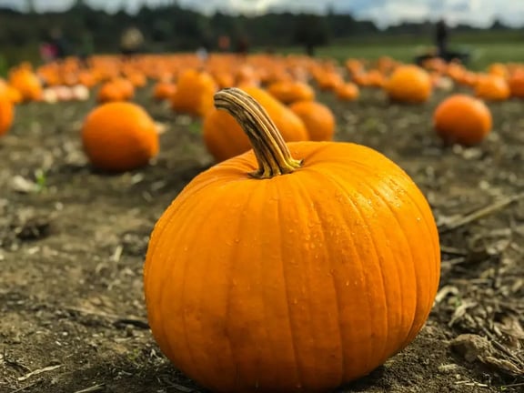 You Don't Need To Wait For Halloween To Enjoy These Delicious Pumpkin Desserts