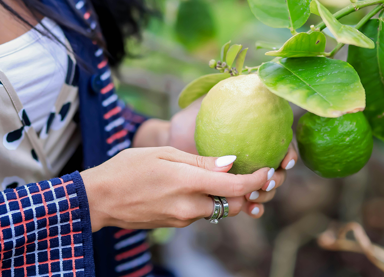 Guava Goodness to Beat the Heat